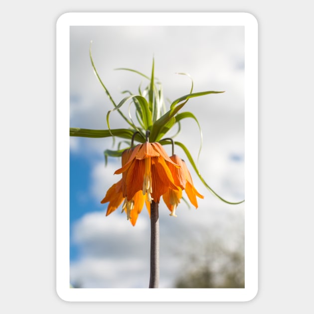 Orange flower against blue sky Sticker by lena-maximova